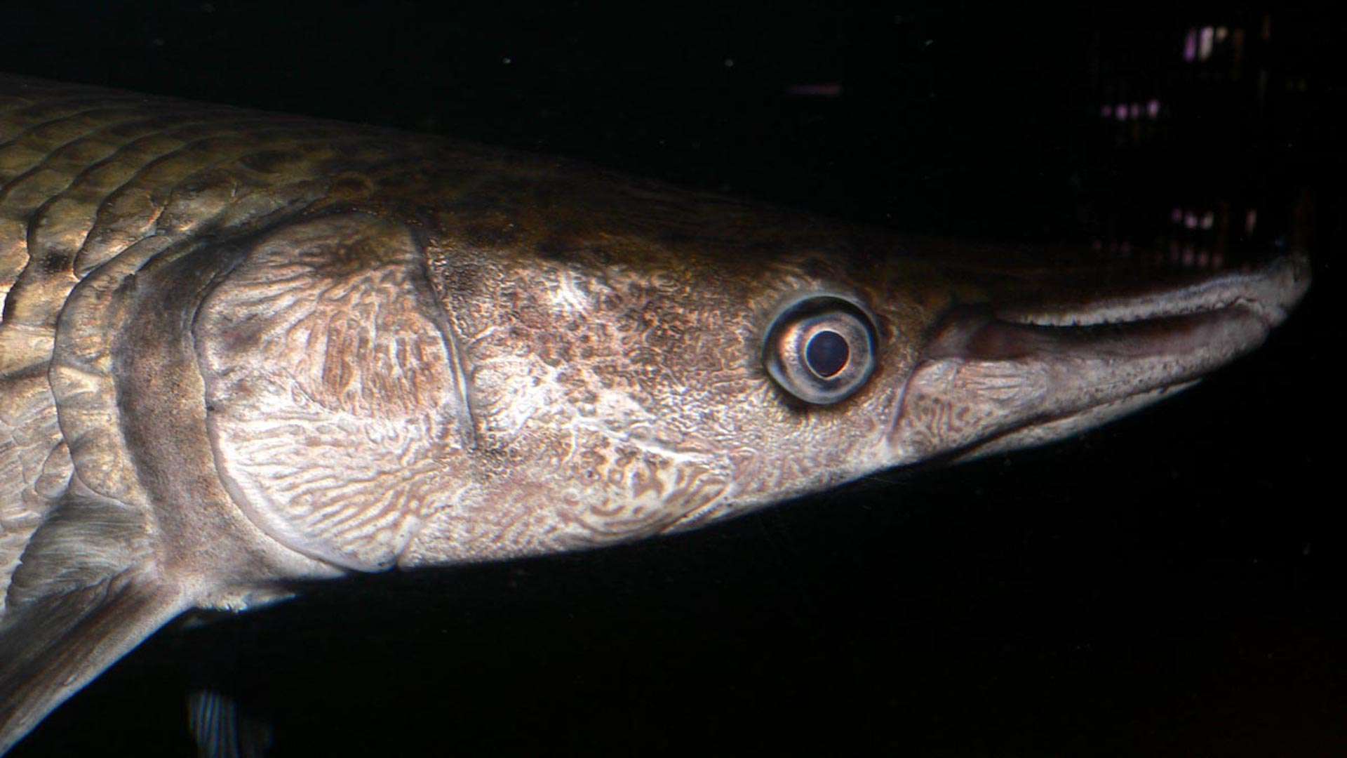 The Alligator Gar That Swam With Dinosaurs 100 Million Years Ago