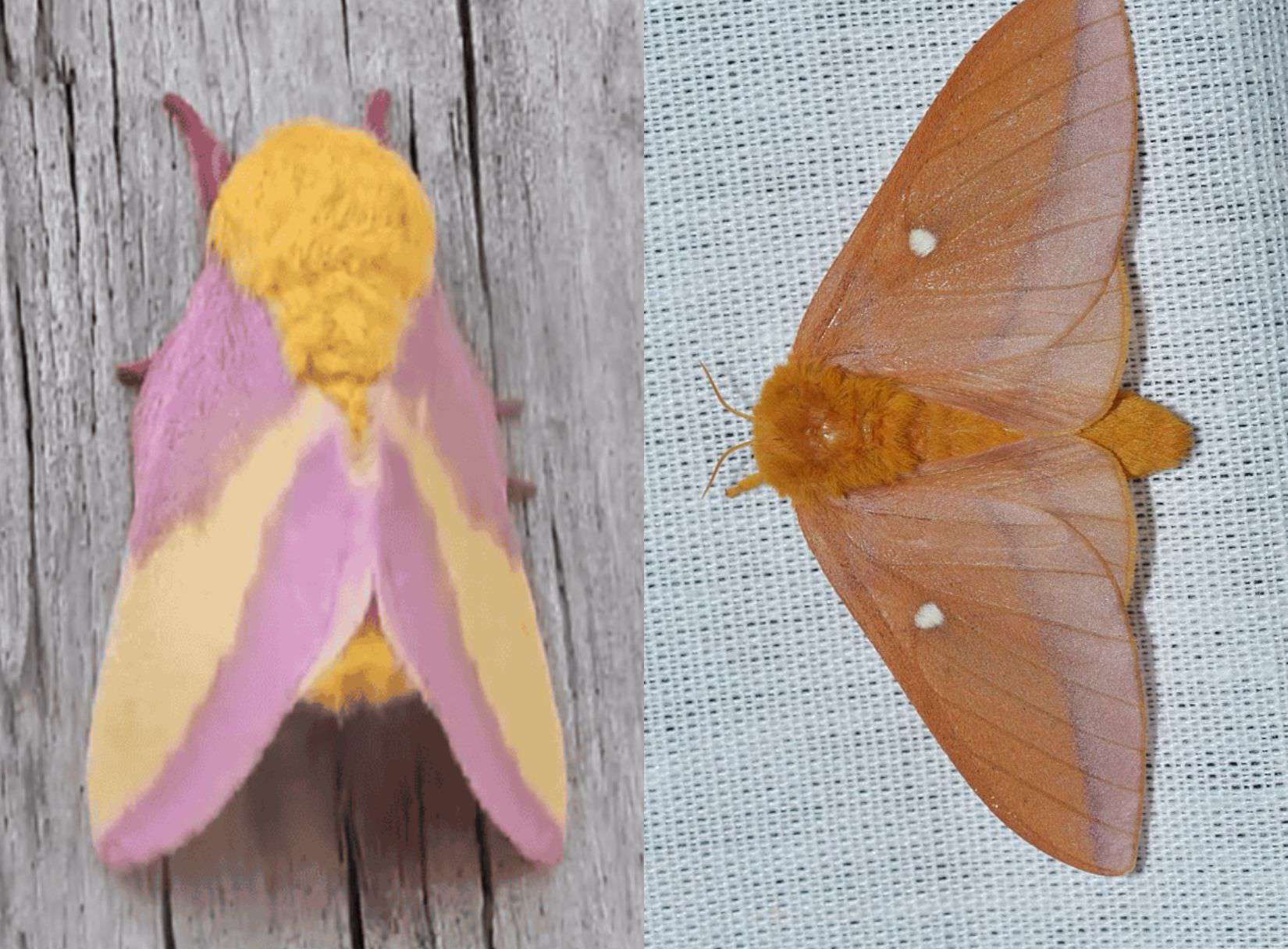Scientists Discover The Genetic Clockwork Behind Moth Evolution