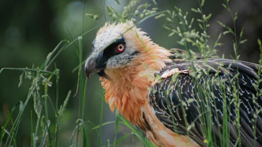 bearded vulture