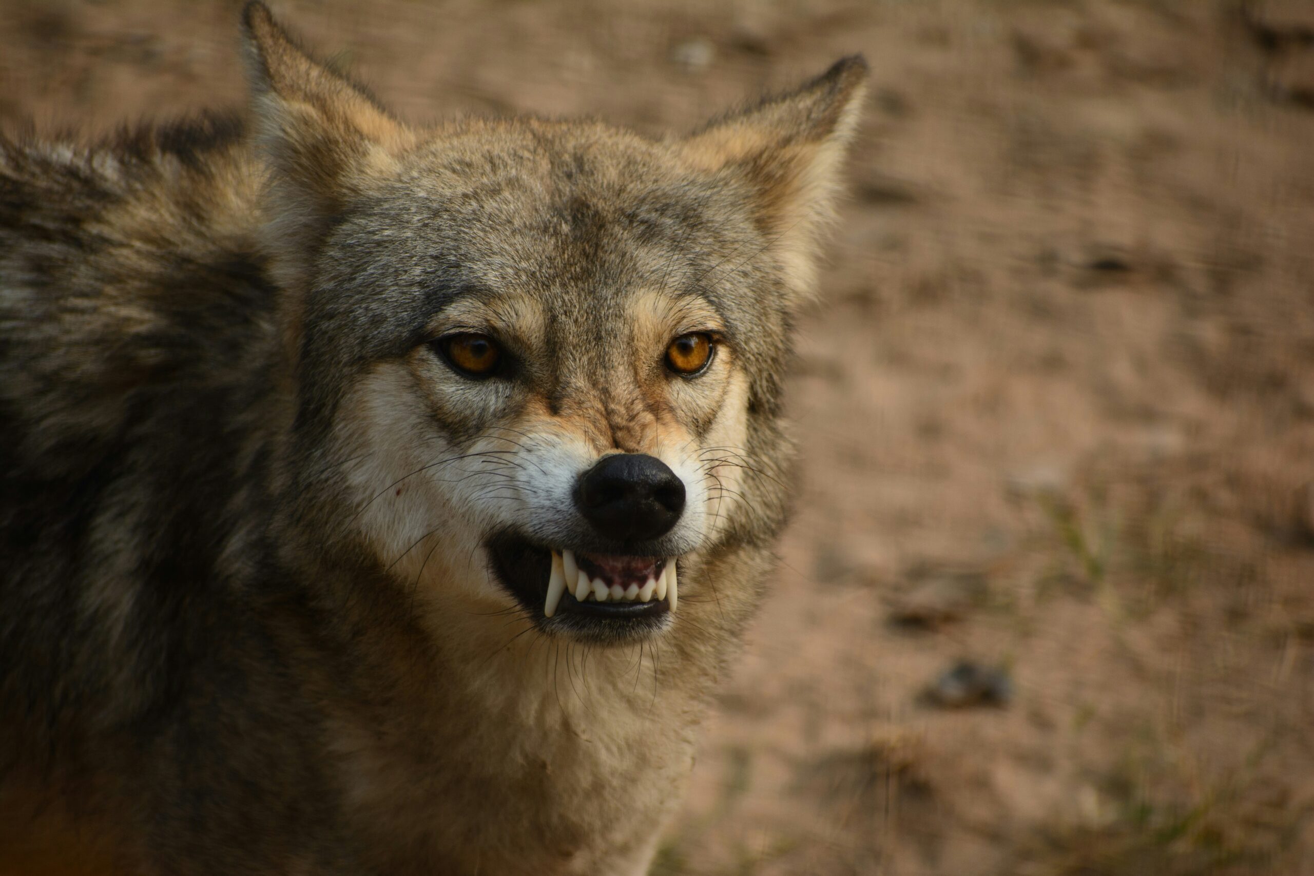 The Return of the Irish Wolf: Can Ireland Bring Back Its Apex Predator?