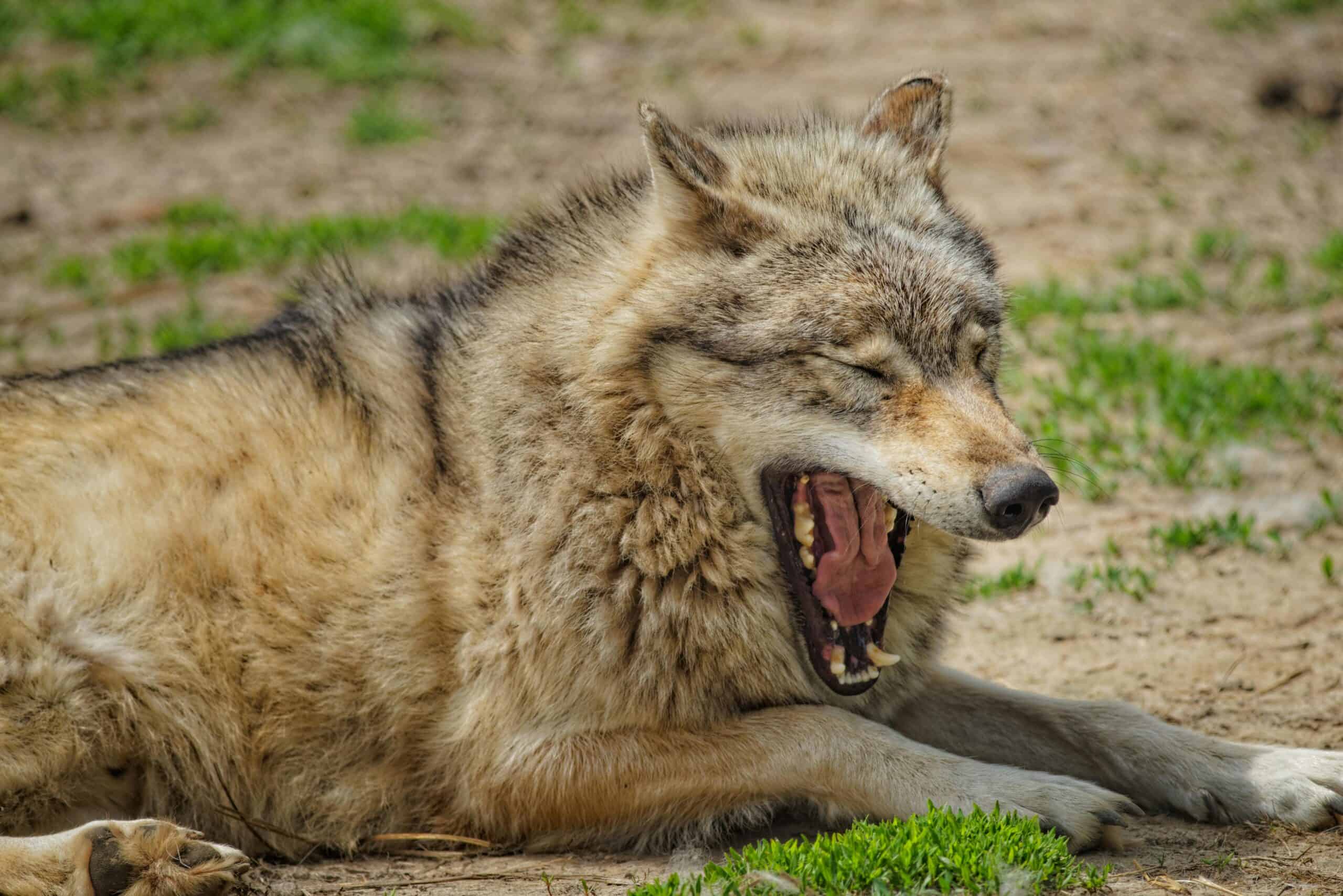 60 Gray Wolves Make a Remarkable Comeback in California After Nearly 100 Years – Raising Both Hope and Concern