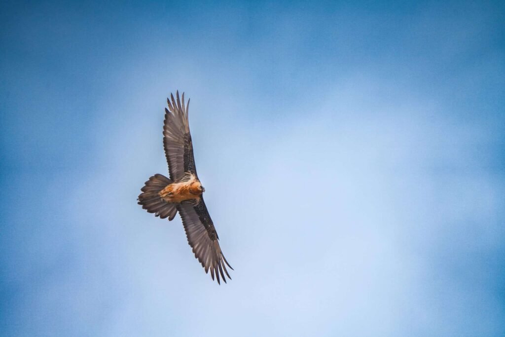 Bearded vulture
