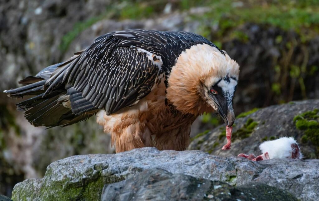 bearded vulture