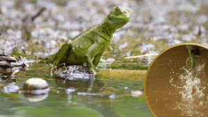 The basilisk or Jesus lizard