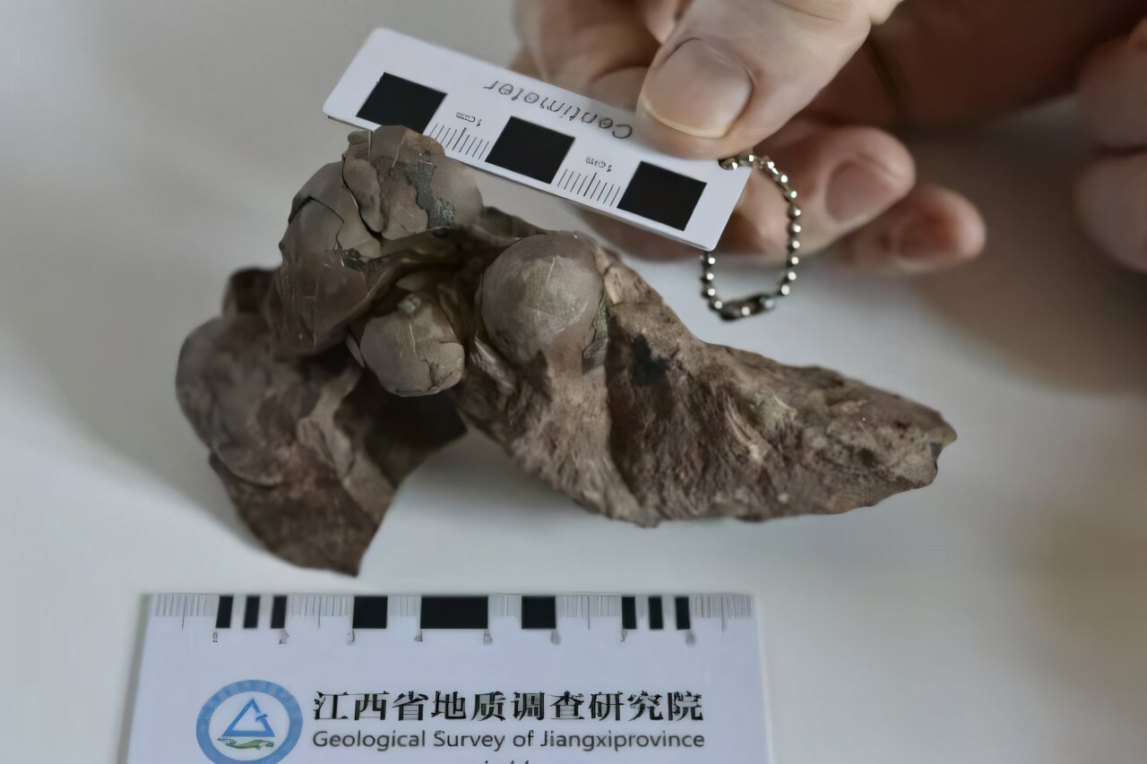 Smallest Ever Dinosaur Egg Discovered In China