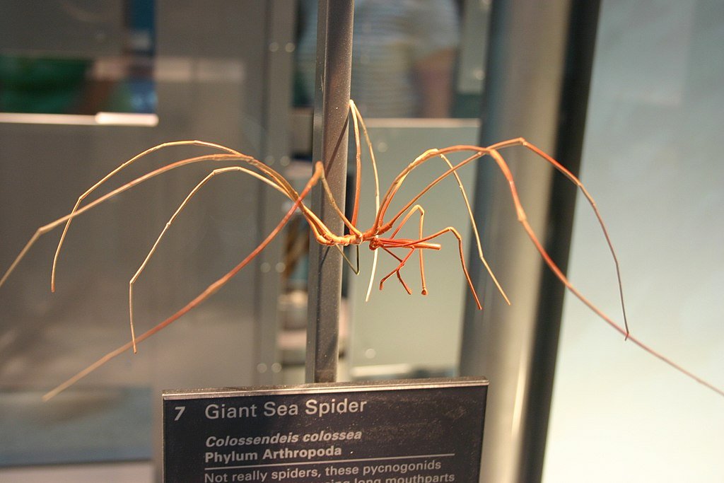 Giant Sea Spider Colossendeis colossea