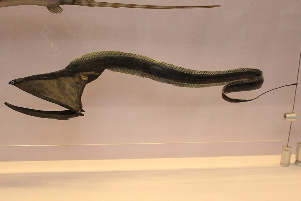 gulper eel
