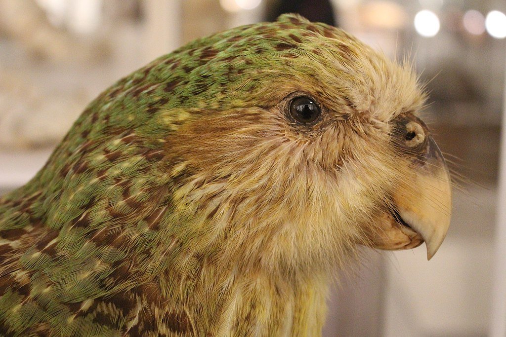 Kākāpō