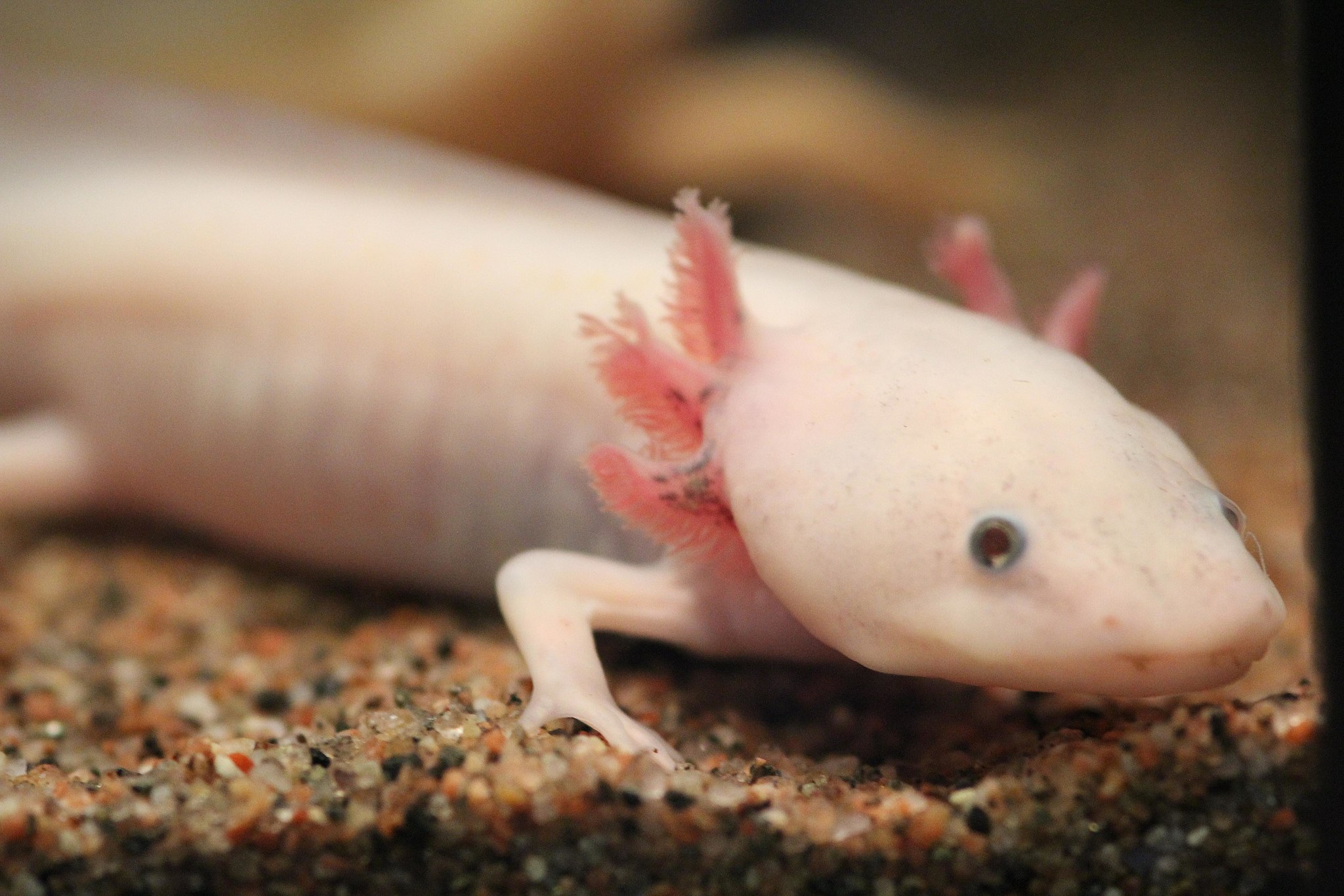 8 Animals With Unique Genetic Traits You Won’t Believe Exist