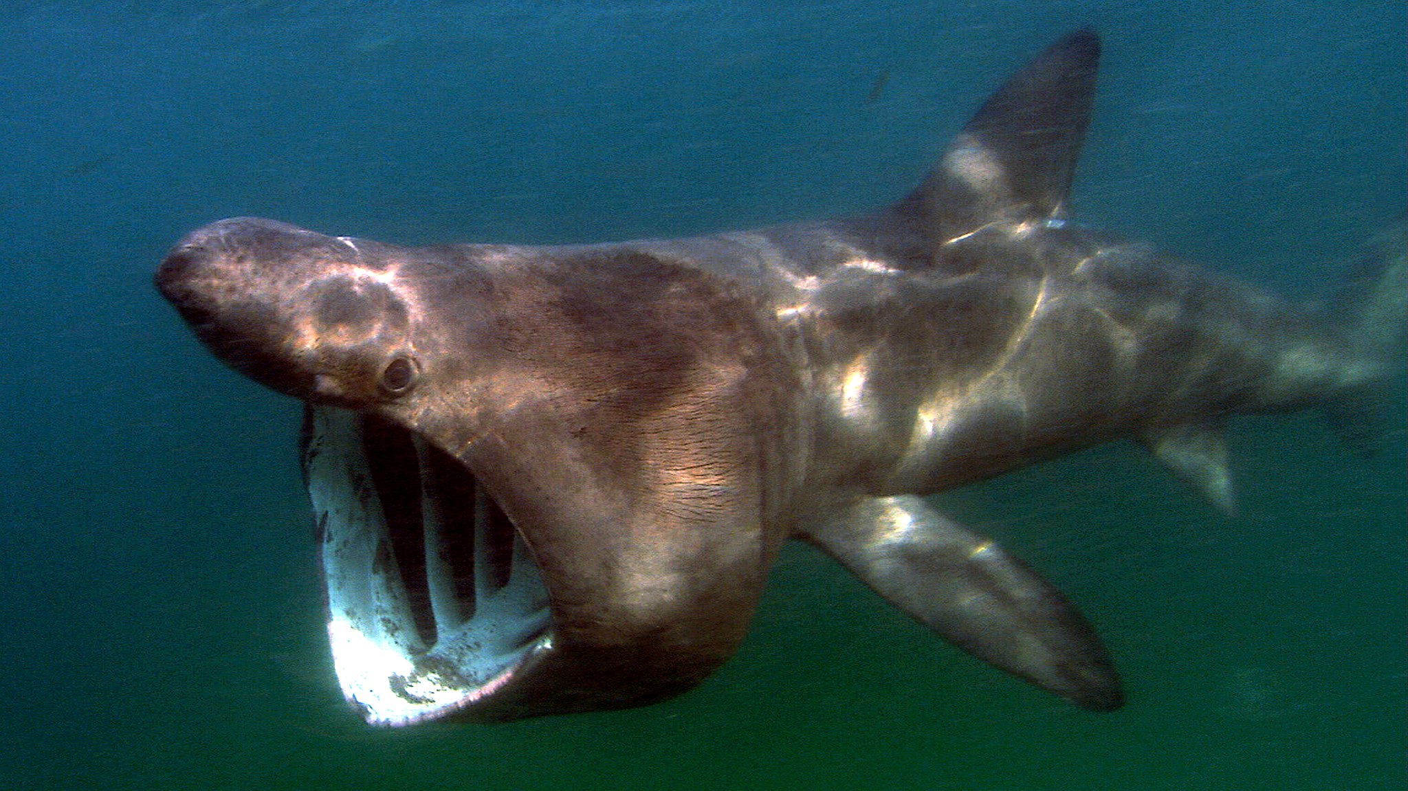 8 Deep-Sea Creatures Straight Out of Science Fiction