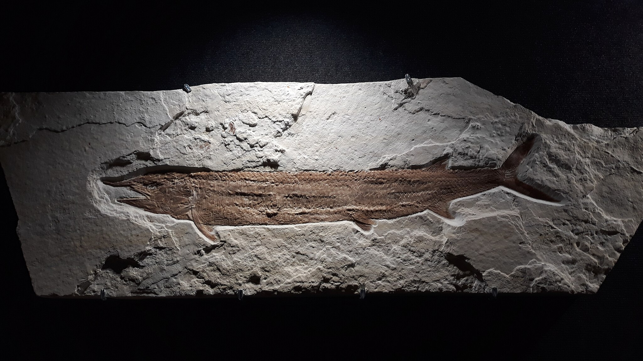 6 Strange Fossils That Challenge Our Understanding of Evolution
