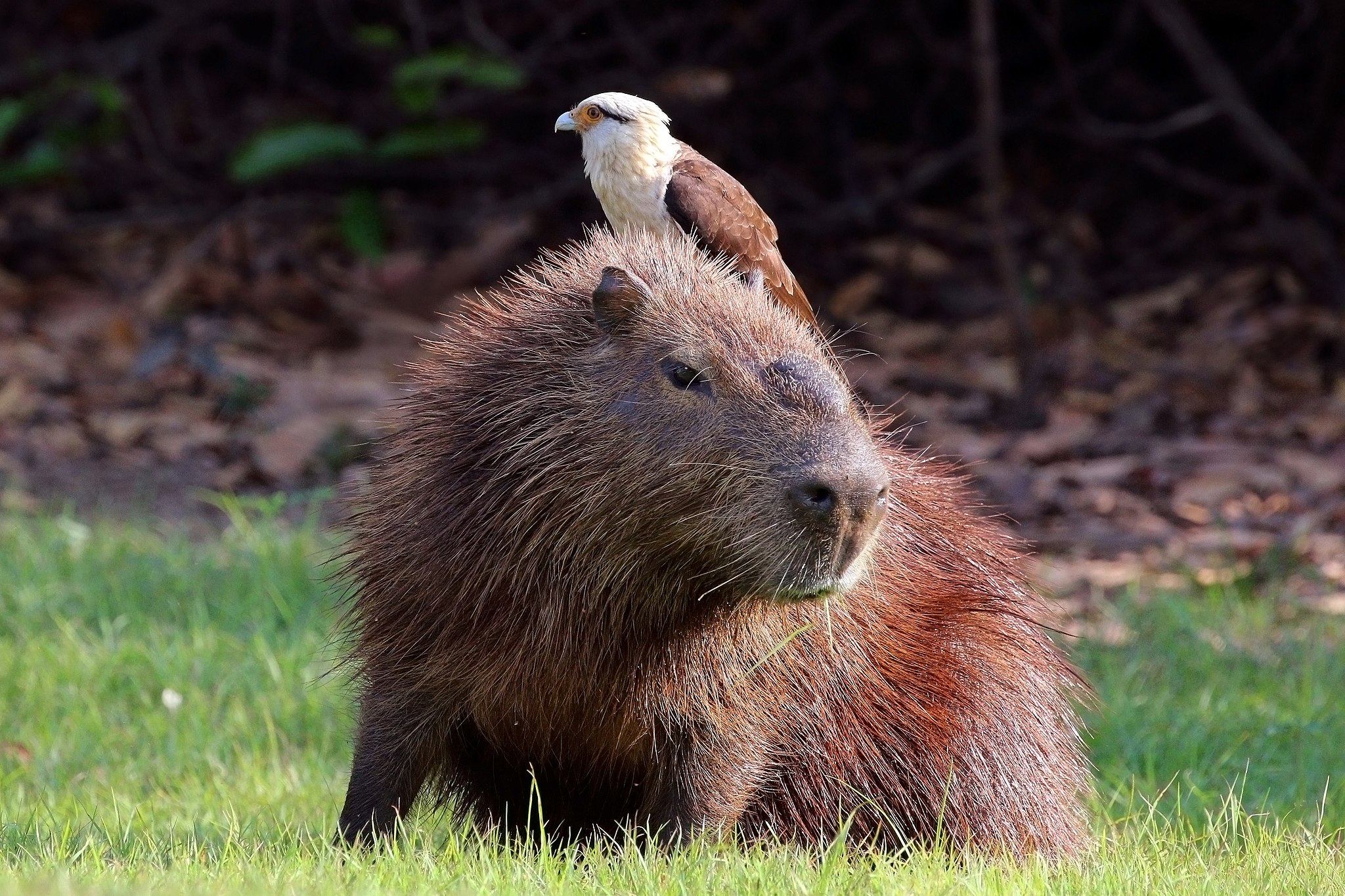 Symbiosis in Nature: Fascinating Mutual Relationships