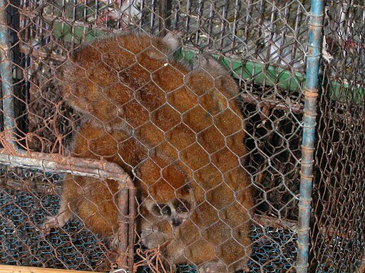 Animals market in Hanoi