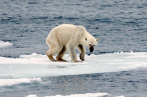 Endangered arctic - starving polar bear