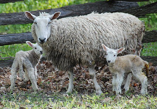 Ewe with her newborn twins