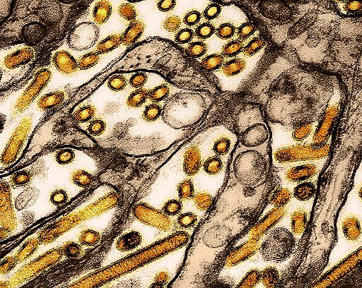 H5N1 avian influenza virus