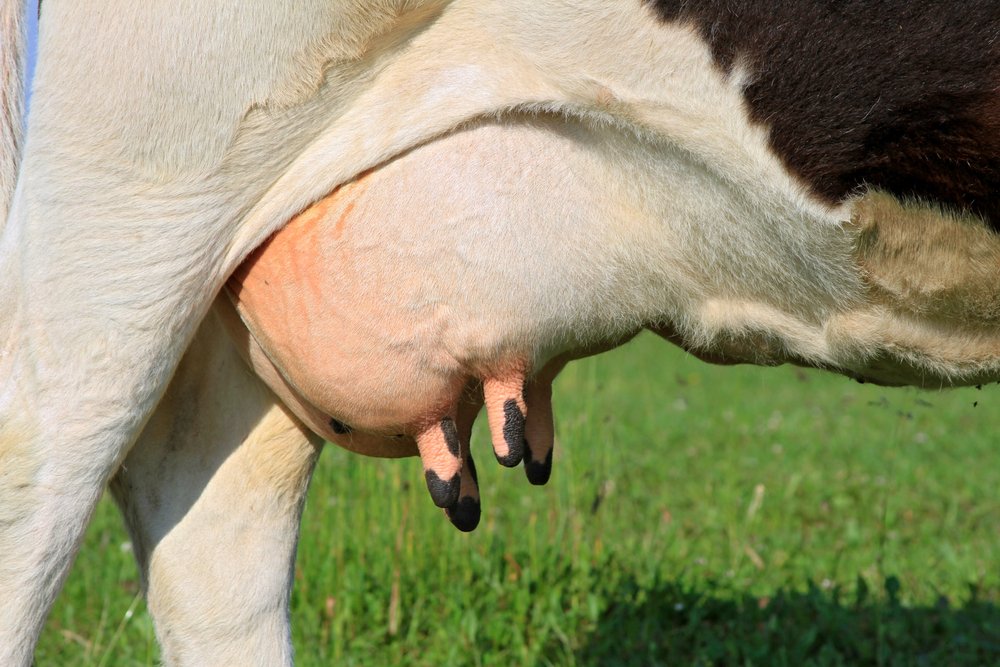 Udder of a young cow.