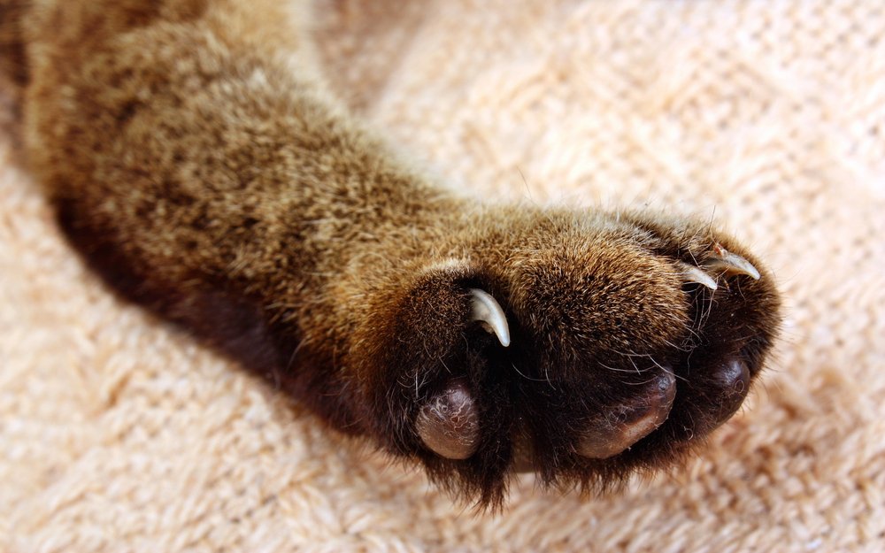 Cat's polydactyly paws.
