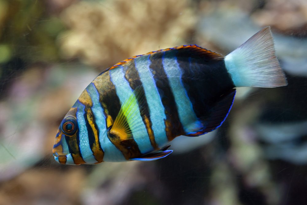tuskfish