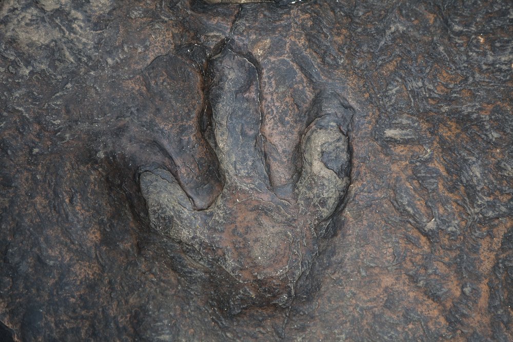 Dinosaur footprints in thailand.