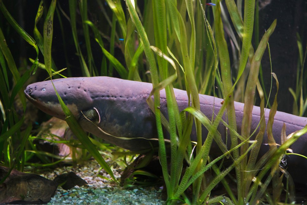 Electric eel tropical fish.