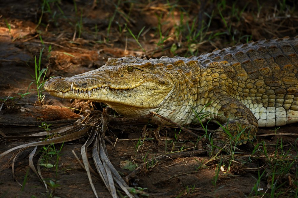 Nile Crocodile