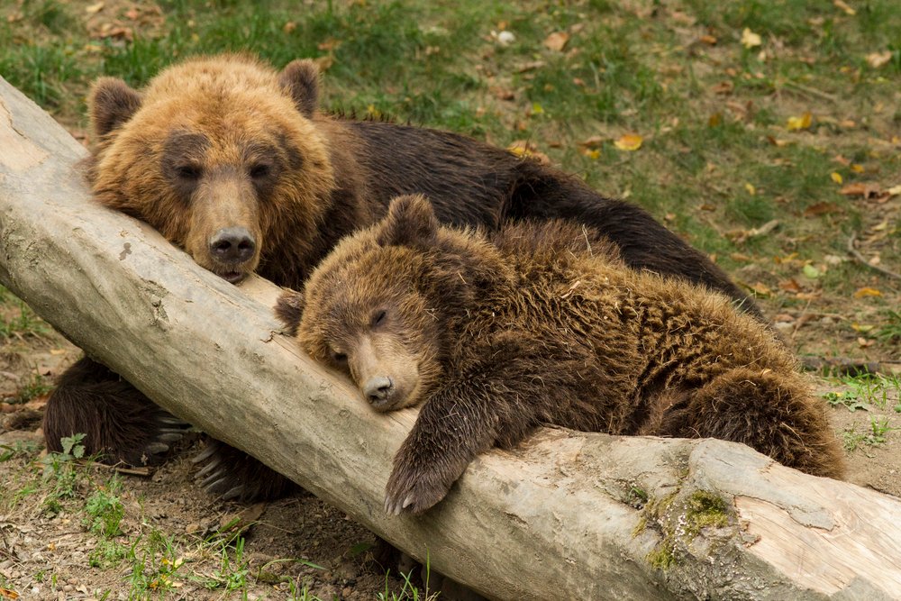 Sleeping bear cub