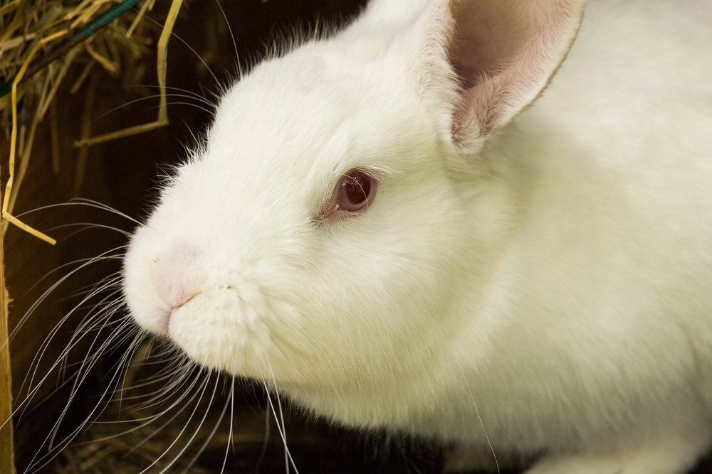 White rabbit. Albino laboratory animal