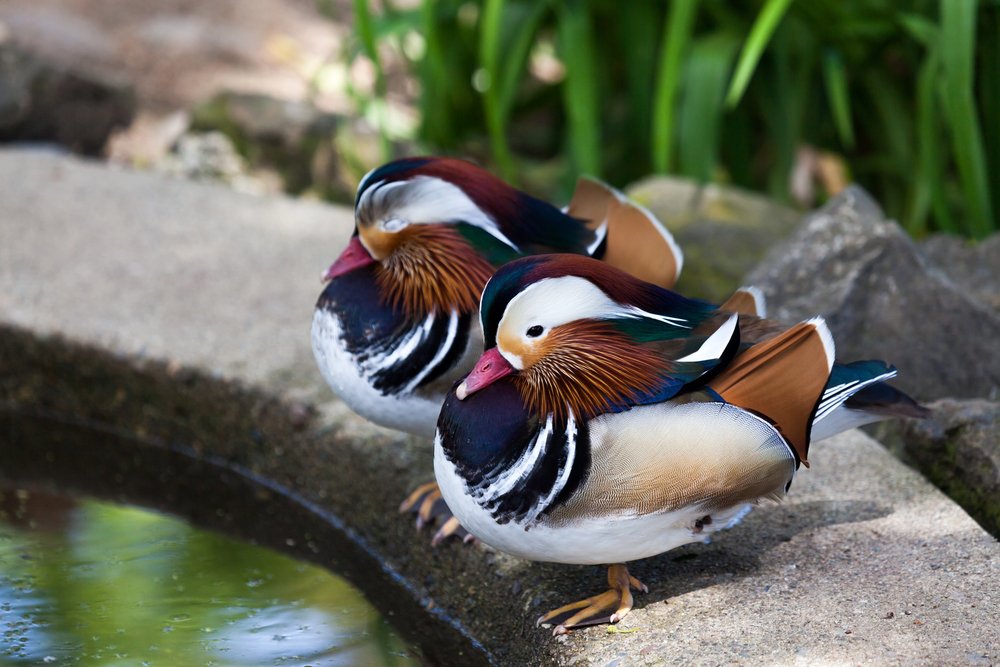 Birds sleeping.