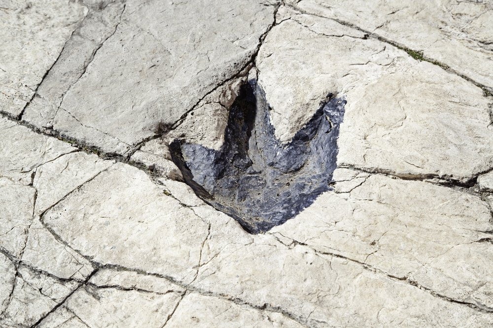 Fossilized dinosaur footprint