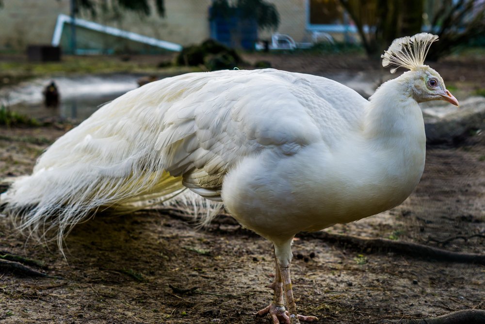 Portrait of a beautiful white peacock