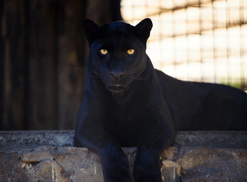 Black panther.