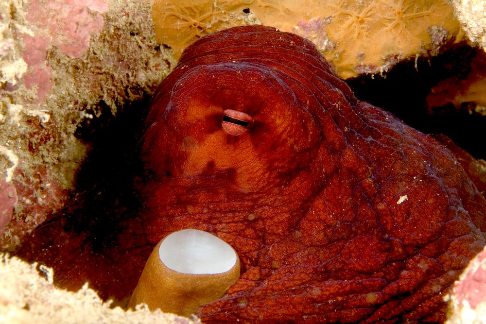 Octopus sleeping