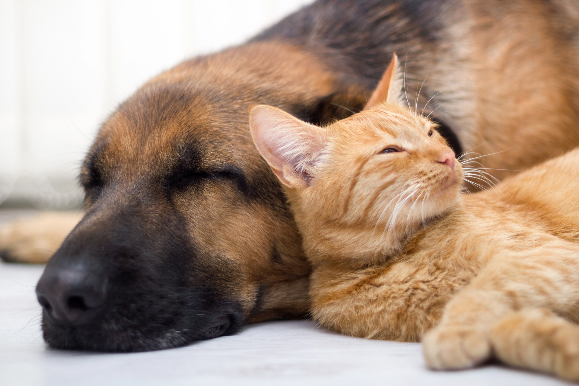 What Do Animals Dream About? The Science of Animal Sleep