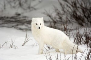 Arctic Fox