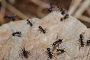 Colony of ants on a rock
