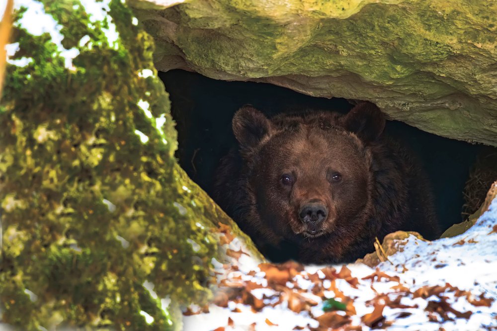 Brown bear in a den in its natural habitat