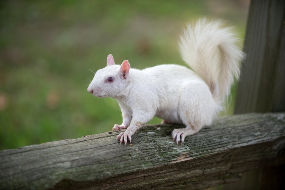 Rare White squirrel in Olney
