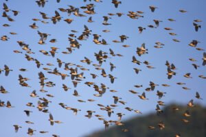 Flocks of bird.