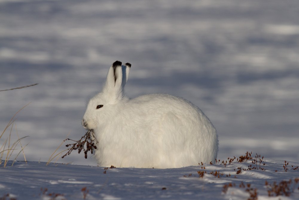 Arctic hare or in winter coat chewing on a willow branch with snow in the background