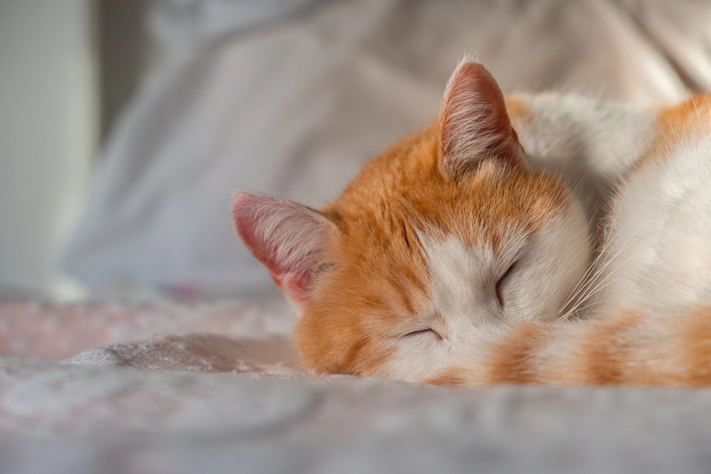 A serene cat sleeps soundly on a cozy bed