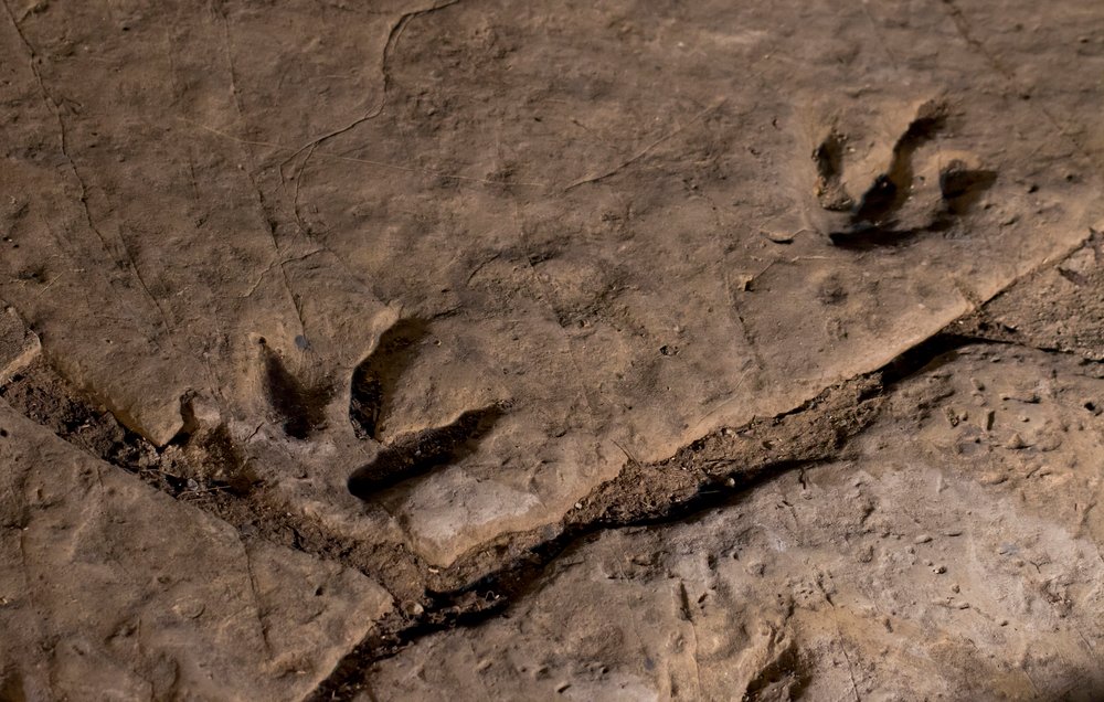 Milions year old dinosaur footprint