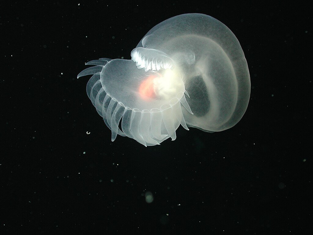 Bathydevius caudactylus