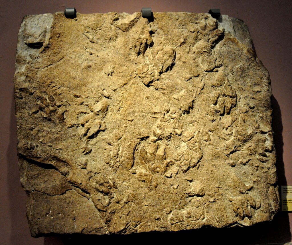 Fossil track of a Chirotherium. Triassic Period.
