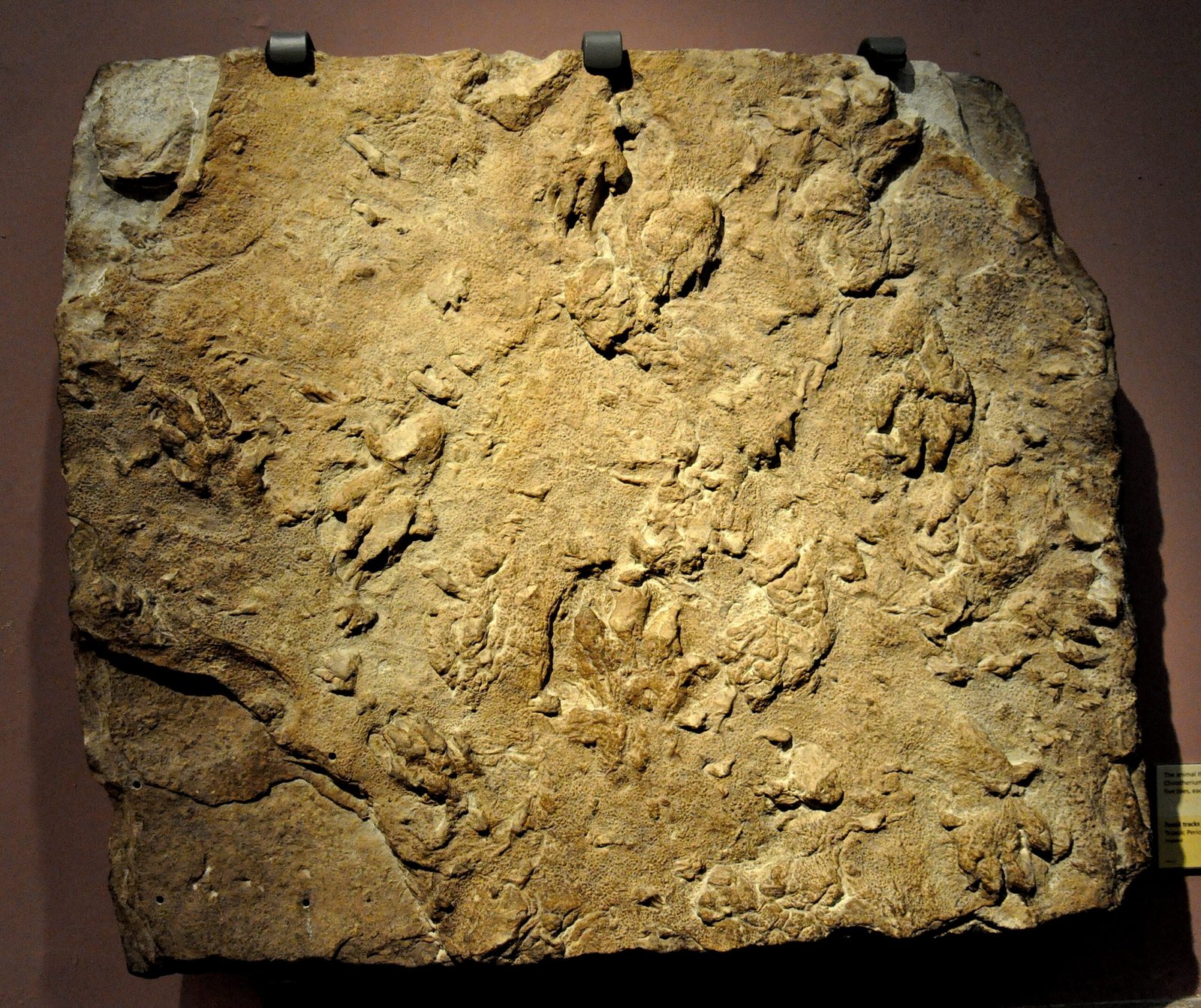 Fossil track of a Chirotherium. Triassic Period.