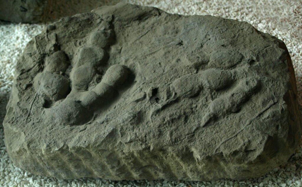 Reversed-impression footptints (ichnites) of Jialingpus yuechiensis, on display at the Paleozoological Museum of China.