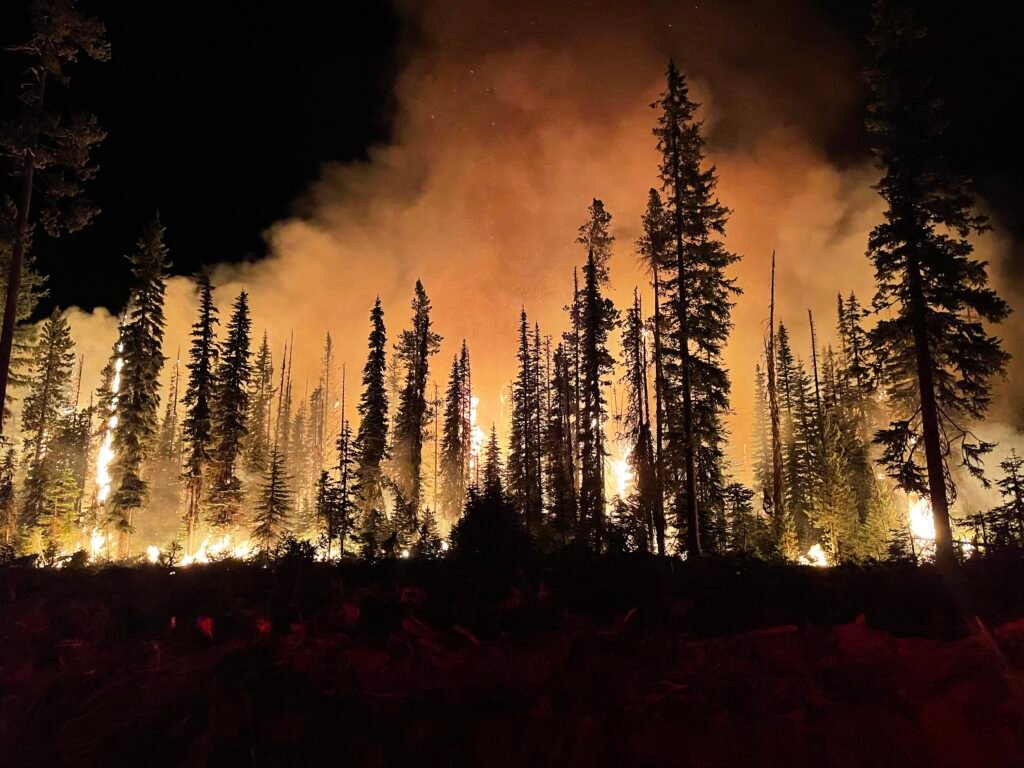 Forest on fire at night.