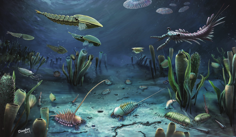 cambrian explosion