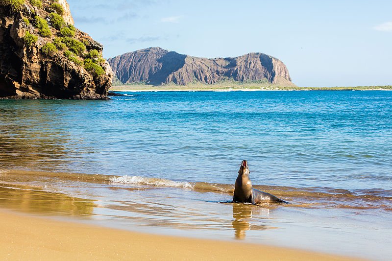 Galapagos sea lion