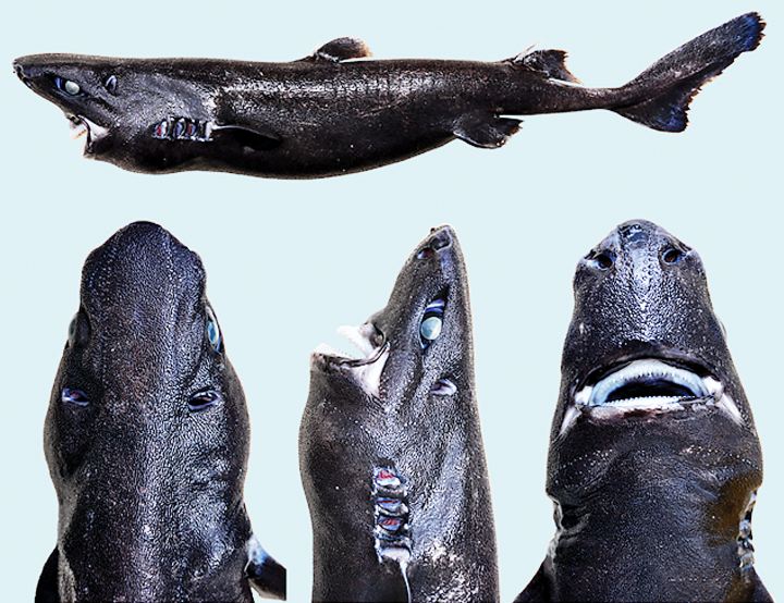 Ninja lanternshark Etmopterus benchleyi